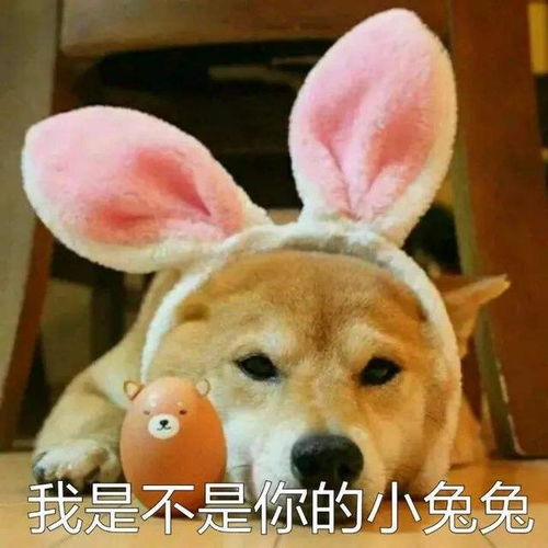 狗界最通人性的3种狗,你对它好,它会守护你一辈子