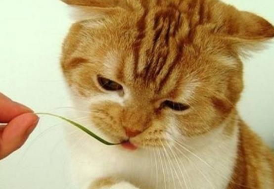 铲屎官用红烧肉调戏胖猫,猫咪的表情亮了,笑哭主人