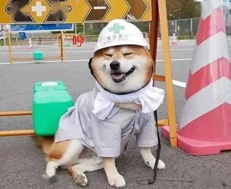 女子带着柴犬去旅游,拍照时小家伙笑开了花,旁人都被它萌翻了