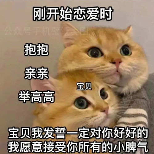第67期喵表情此猫拉屎中,勿看勿进
