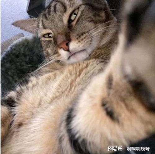 养猫须知,寻找走丢猫咪的小技巧,教你快速找回猫咪,