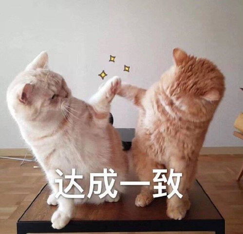 可爱的斗图表情包合集超级开心