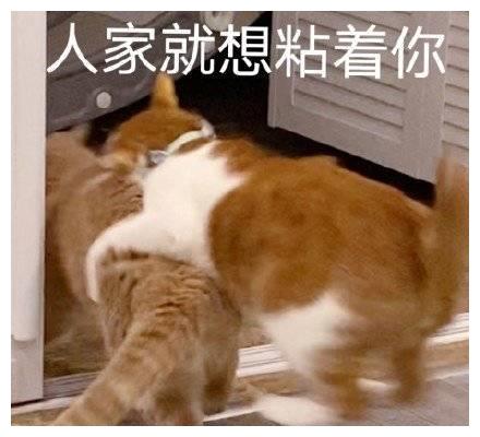 开心一刻姐不喜欢做鸭的男人,姐喜欢有做鸭潜质的男人
