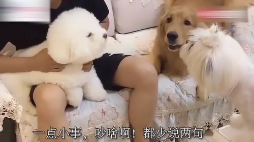 俩狗狗吵架,金毛轮胎就在旁边劝架,这表情好搞笑