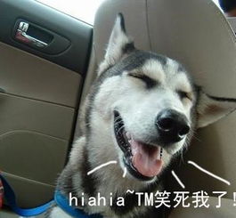 求哈士奇表情包图片