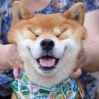 二哈和柴犬的情侣头像微信头像图片大全
