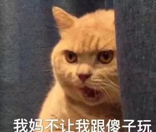 智商测试里汪比喵更聪明喵朕只是懒得陪你玩