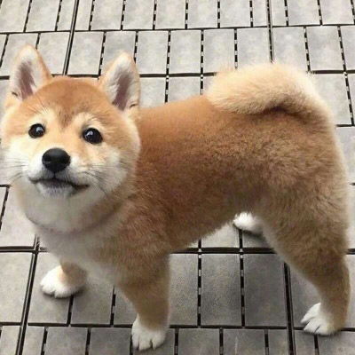 柴犬头像搞笑高清图片单身狗头像柴犬系列