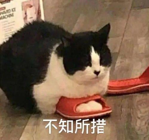 聊天搞怪表情包伤害我你就快乐了嘛