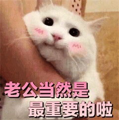 如果老公生气了那一定是我错了可爱猫咪表情包老公永远都是对的迷妹少女...