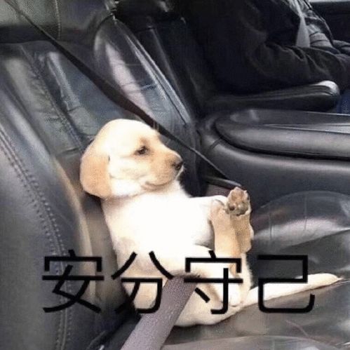 巨搞笑的表情包狗男人
