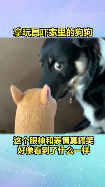 拿玩具吓狗狗,结果它的表情和眼神太搞笑了,这演技可以拿奖了