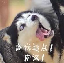哈士奇表情图片二哈搞笑图片表情带字