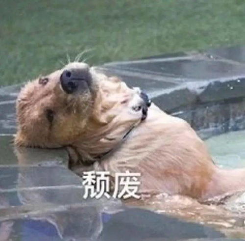 睡觉表情包搞笑图片雄狮