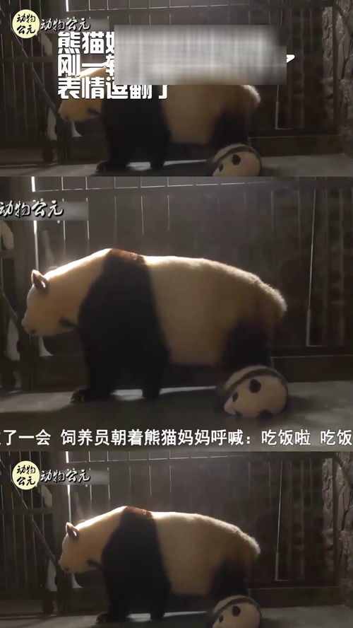 熊猫妈妈被奶妈忽悠,刚一转身宝宝就不见了,表情逗翻了