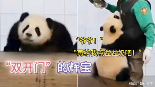 大熊猫辉宝搞笑又可爱朝爷爷撒娇要盆盆奶,双开门宽肩已见雏形