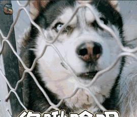 二哈搞笑表情大集合,确认过表情,血统都很纯正