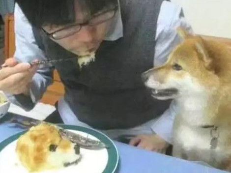 铲屎官为了让狗狗不再偷吃自己的食物想了个办法,狗狗看到简直一脸懵逼