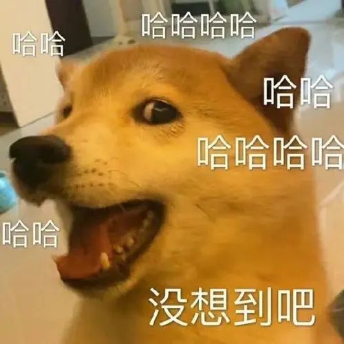 妹子偶遇流浪狗搬家,觉得十分有趣,可下一秒搬我家来干嘛