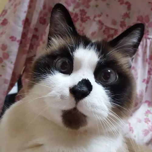这只猫,鼻子和嘴巴竟然那么与众不同,好牛的样子