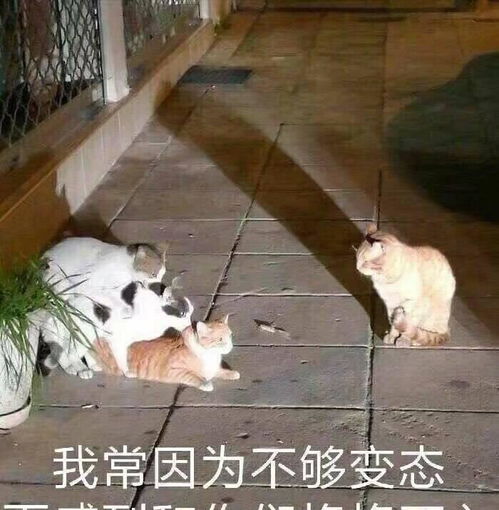 橘猫剪毛后,剪的巨丑狗啃的一样