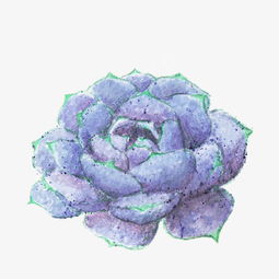 蓝色多肉植物一朵盛开的花朵免抠图图片素材其他格式下载动漫人物大全