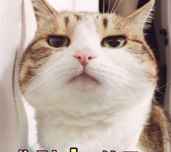 辟谣常见的9个养猫谣言,你肯定也听过
