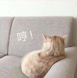 猫咪搞笑表情包头像