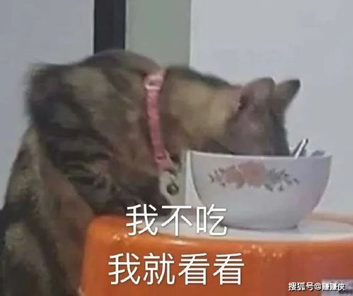 搞笑表情包图片狗狗祟祟,我不吃,我就看看