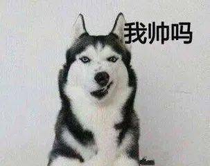 二哈遇到山羊,却跟对方打了起来,网友二哈真是命大