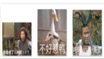 在违法的边缘大鹏展翅沙雕表情包违法的边缘大鹏展翅表情图片v1.0最新版软件下载