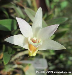 又玩几粒容县南山铁皮石斛多图