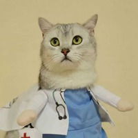 橘猫情侣头像一左一右柴犬和橘猫的情侣头像