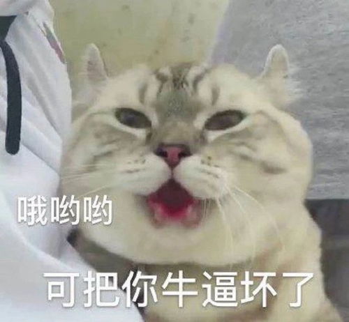 搞笑表情包
