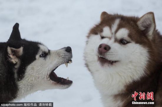 表情俄罗斯举办雪橇犬锦标赛一大波二哈贡献表情包表情