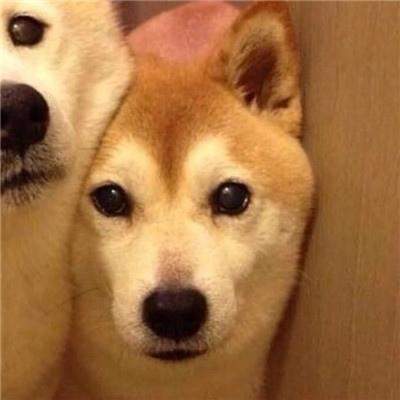 搞笑动物本王正在做白日梦中,没事不要来打扰我的美梦