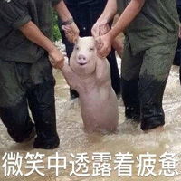 网红小猪爆笑表情包带字大全网红小猪被做成表情包了
