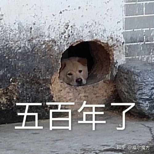 有哪些搞笑的文案可以借鉴