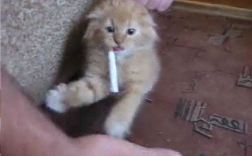 动物吸烟的百态人生