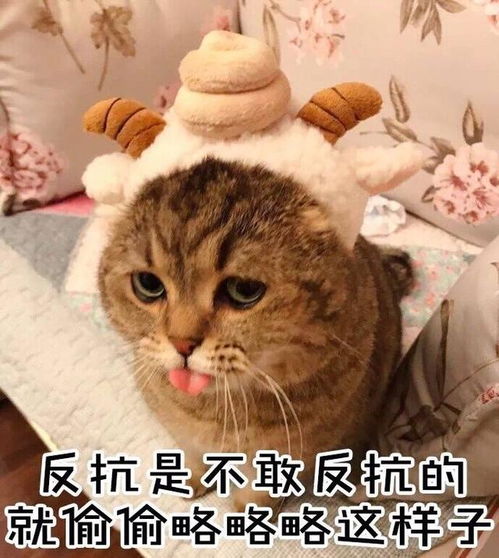 可爱萌猫说了这些搞笑的话