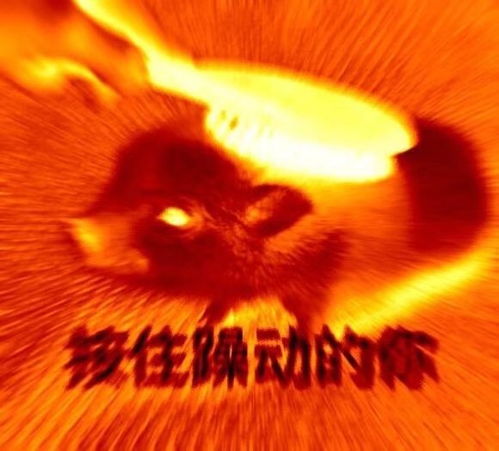有哪些猪的搞笑图片或者表情包
