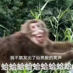 美女喂食猴子反遭调戏,看操作,不得不说这猴子前途无量
