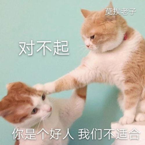 猫咪表情包合集我小猫咪的心好痛