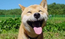 求秋田犬搞笑图