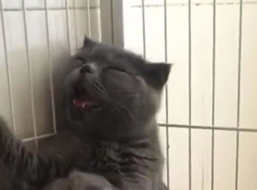 猫妈妈给小猫崽喂奶,表情变幻莫测,主人一旁笑得喘不气来
