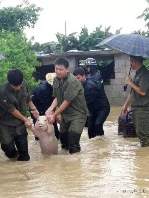 表心疼丨台风劫后余生的小猪被做成表情包,太好笑了