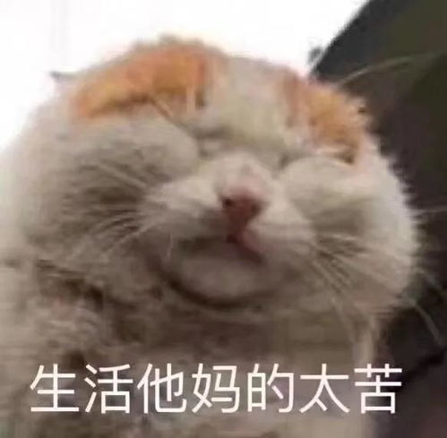 搞笑表情包为我的莽撞自罚一杯