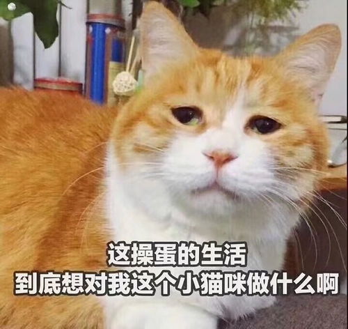 你曾经做过最羞耻的事是什么