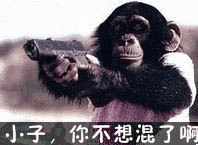 qq表情搞笑qq表情动物图片小子,你不想混了啊