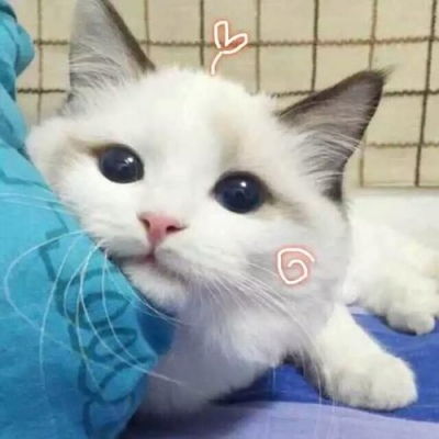 卡哇伊的可爱小猫卡通头像